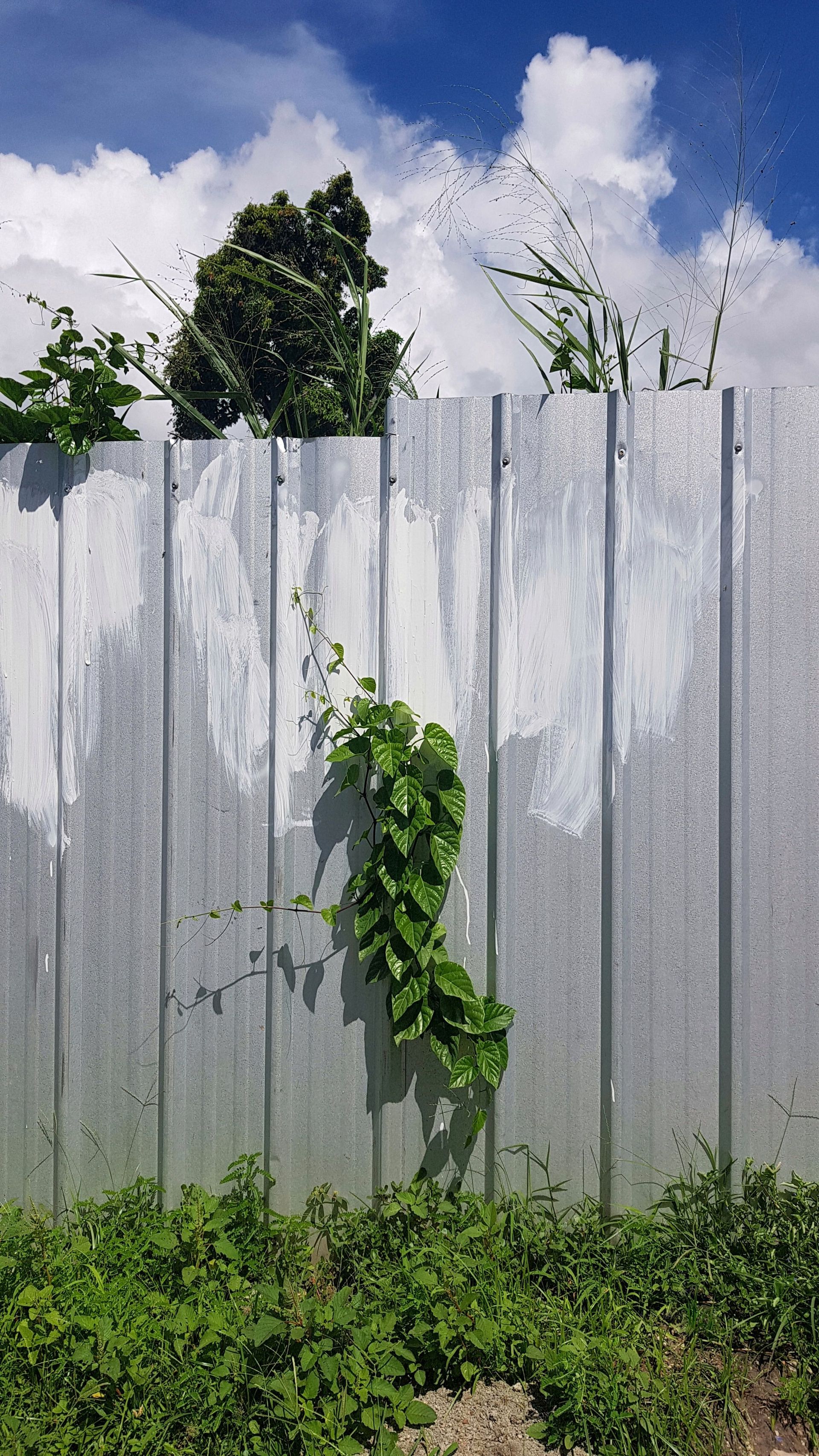 A lone vine climbs a white-painted metal fence surrounded by lush greenery.